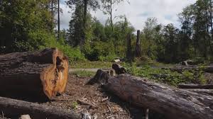 Reliable Hagerstown, IN Tree Care Solutions